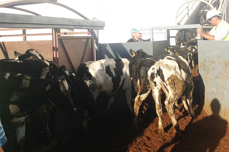 Anuncian envío de 7 mil toros desde Puerto Montt a Turquía