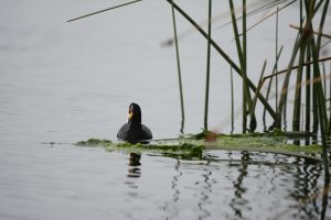 Puerto San Antonio y MUSA lanzan campaña para cuidar aves silvestres